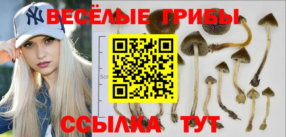 Холмск  Галлюциногенные грибы Psilocybine cubensis  Вход с VPN 